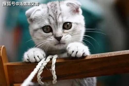 娱乐吃瓜君七七和折耳猫,娱乐圈的甜蜜邂逅